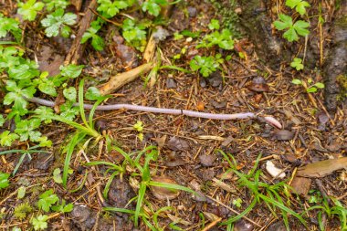 Szkammergut 'ta Gosau yakınlarındaki Avustralya Alplerinde yaz zamanı.