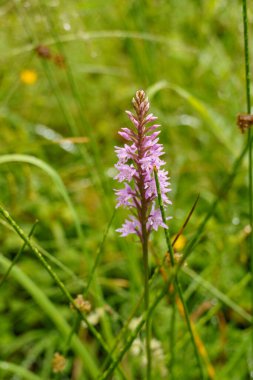 Szkammergut 'ta Gosau yakınlarındaki Avustralya Alplerinde yaz zamanı.