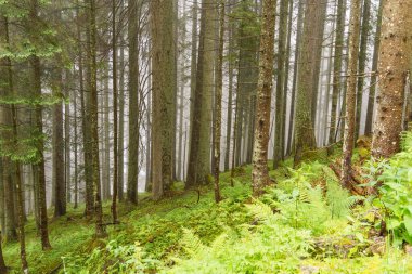 Szkammergut 'ta Gosau yakınlarındaki Avustralya Alplerinde yaz zamanı.