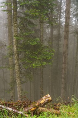 Szkammergut 'ta Gosau yakınlarındaki Avustralya Alplerinde yaz zamanı.