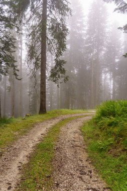 Szkammergut 'ta Gosau yakınlarındaki Avustralya Alplerinde yaz zamanı.