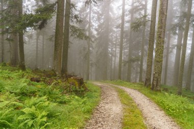 Szkammergut 'ta Gosau yakınlarındaki Avustralya Alplerinde yaz zamanı.