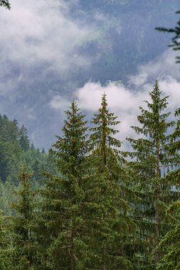Szkammergut 'ta Gosau yakınlarındaki Avustralya Alplerinde yaz zamanı.