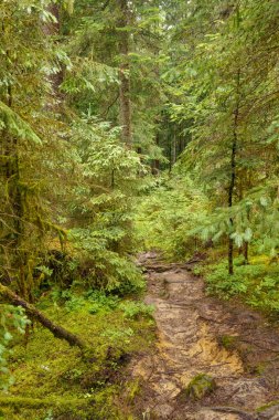 Szkammergut 'ta Gosau yakınlarındaki Avustralya Alplerinde yaz zamanı.