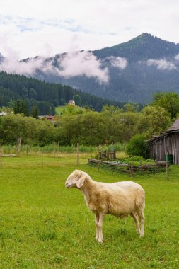 Szkammergut 'ta Gosau yakınlarındaki Avustralya Alplerinde yaz zamanı.