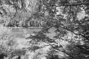 Szkammergut 'ta Gosau yakınlarındaki Avustralya Alplerinde yaz zamanı.