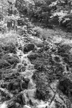 Szkammergut 'ta Gosau yakınlarındaki Avustralya Alplerinde yaz zamanı.