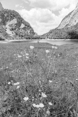 Szkammergut 'ta Gosau yakınlarındaki Avustralya Alplerinde yaz zamanı.