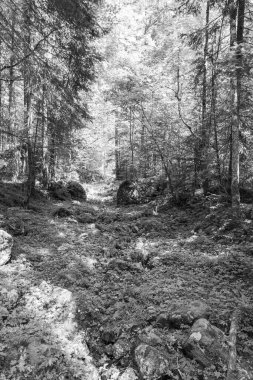 Szkammergut 'ta Gosau yakınlarındaki Avustralya Alplerinde yaz zamanı.