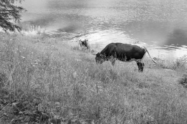 Szkammergut 'ta Gosau yakınlarındaki Avustralya Alplerinde yaz zamanı.
