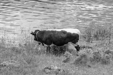 Szkammergut 'ta Gosau yakınlarındaki Avustralya Alplerinde yaz zamanı.
