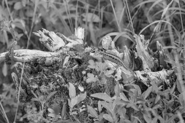 Szkammergut 'ta Gosau yakınlarındaki Avustralya Alplerinde yaz zamanı.