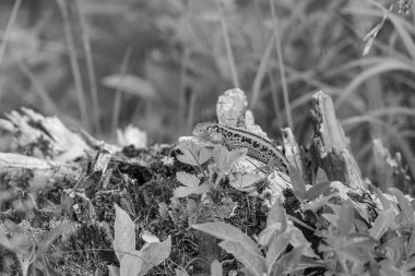 Szkammergut 'ta Gosau yakınlarındaki Avustralya Alplerinde yaz zamanı.