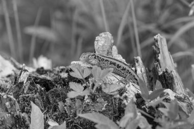 Szkammergut 'ta Gosau yakınlarındaki Avustralya Alplerinde yaz zamanı.