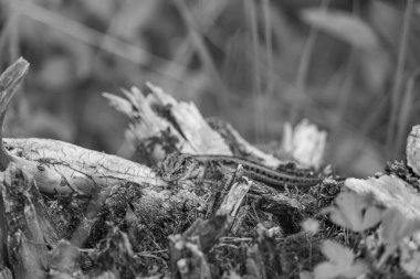 Szkammergut 'ta Gosau yakınlarındaki Avustralya Alplerinde yaz zamanı.