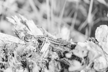 Szkammergut 'ta Gosau yakınlarındaki Avustralya Alplerinde yaz zamanı.