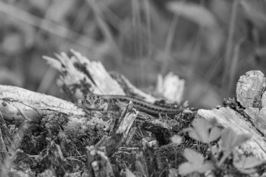 Szkammergut 'ta Gosau yakınlarındaki Avustralya Alplerinde yaz zamanı.