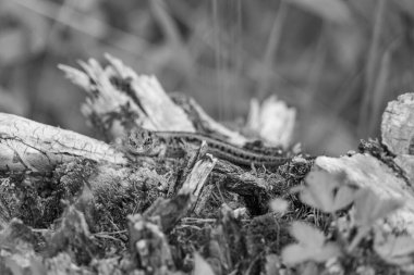 Szkammergut 'ta Gosau yakınlarındaki Avustralya Alplerinde yaz zamanı.
