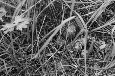 Szkammergut 'ta Gosau yakınlarındaki Avustralya Alplerinde yaz zamanı.