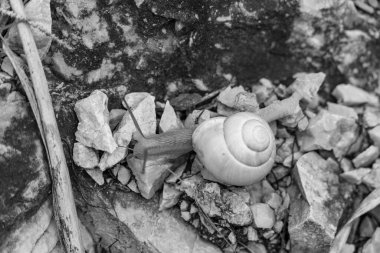 Szkammergut 'ta Gosau yakınlarındaki Avustralya Alplerinde yaz zamanı.