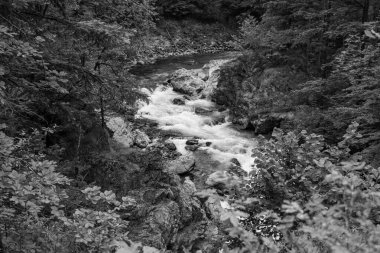 Szkammergut 'ta Gosau yakınlarındaki Avustralya Alplerinde yaz zamanı.