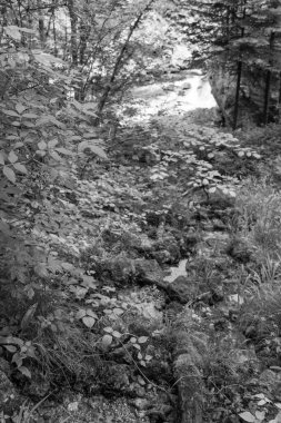 Szkammergut 'ta Gosau yakınlarındaki Avustralya Alplerinde yaz zamanı.