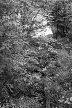 Szkammergut 'ta Gosau yakınlarındaki Avustralya Alplerinde yaz zamanı.