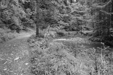 Szkammergut 'ta Gosau yakınlarındaki Avustralya Alplerinde yaz zamanı.