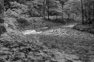Szkammergut 'ta Gosau yakınlarındaki Avustralya Alplerinde yaz zamanı.