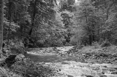Szkammergut 'ta Gosau yakınlarındaki Avustralya Alplerinde yaz zamanı.