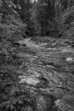 Szkammergut 'ta Gosau yakınlarındaki Avustralya Alplerinde yaz zamanı.