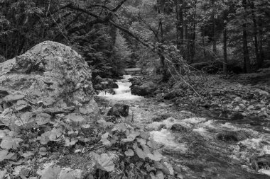 Szkammergut 'ta Gosau yakınlarındaki Avustralya Alplerinde yaz zamanı.