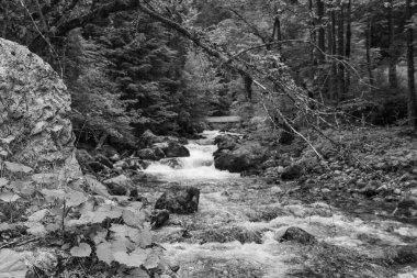 Szkammergut 'ta Gosau yakınlarındaki Avustralya Alplerinde yaz zamanı.