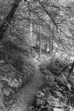 Szkammergut 'ta Gosau yakınlarındaki Avustralya Alplerinde yaz zamanı.