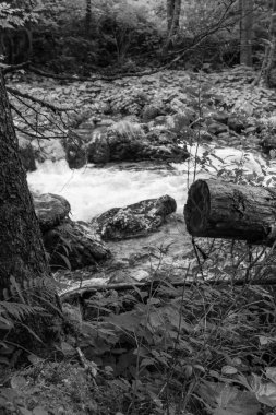 Szkammergut 'ta Gosau yakınlarındaki Avustralya Alplerinde yaz zamanı.