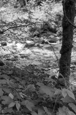 Szkammergut 'ta Gosau yakınlarındaki Avustralya Alplerinde yaz zamanı.