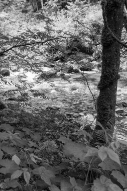 Szkammergut 'ta Gosau yakınlarındaki Avustralya Alplerinde yaz zamanı.