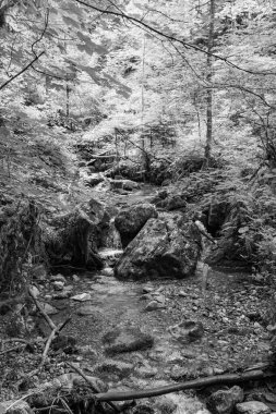 Szkammergut 'ta Gosau yakınlarındaki Avustralya Alplerinde yaz zamanı.