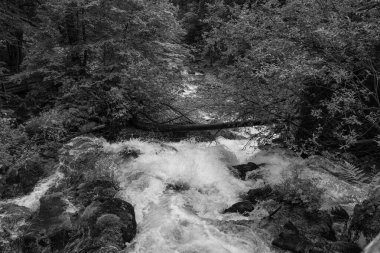 Szkammergut 'ta Gosau yakınlarındaki Avustralya Alplerinde yaz zamanı.
