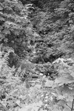 Szkammergut 'ta Gosau yakınlarındaki Avustralya Alplerinde yaz zamanı.