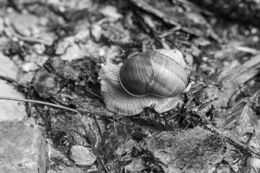 Szkammergut 'ta Gosau yakınlarındaki Avustralya Alplerinde yaz zamanı.