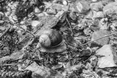 Szkammergut 'ta Gosau yakınlarındaki Avustralya Alplerinde yaz zamanı.