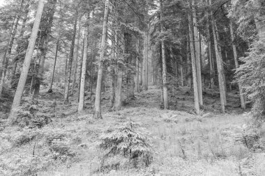 Szkammergut 'ta Gosau yakınlarındaki Avustralya Alplerinde yaz zamanı.