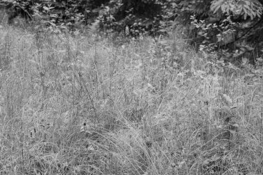 Szkammergut 'ta Gosau yakınlarındaki Avustralya Alplerinde yaz zamanı.