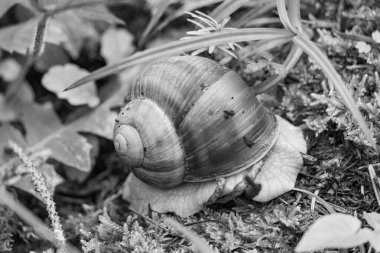 Szkammergut 'ta Gosau yakınlarındaki Avustralya Alplerinde yaz zamanı.