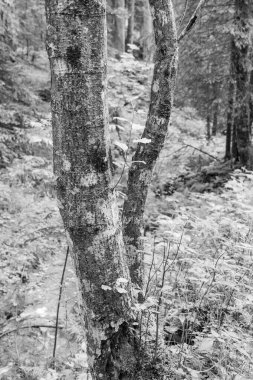 Szkammergut 'ta Gosau yakınlarındaki Avustralya Alplerinde yaz zamanı.