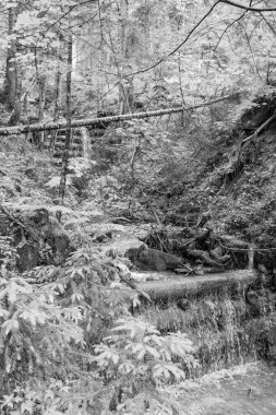 Szkammergut 'ta Gosau yakınlarındaki Avustralya Alplerinde yaz zamanı.