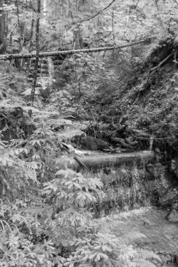 Szkammergut 'ta Gosau yakınlarındaki Avustralya Alplerinde yaz zamanı.