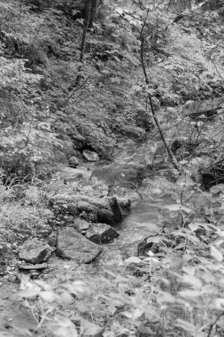 Szkammergut 'ta Gosau yakınlarındaki Avustralya Alplerinde yaz zamanı.