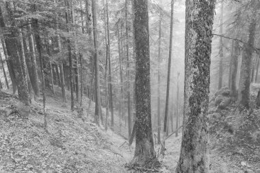 Szkammergut 'ta Gosau yakınlarındaki Avustralya Alplerinde yaz zamanı.